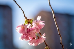 Körsbärsblommor i rosa och vitt